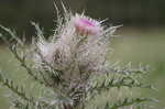 Yellow thistle <BR>Purple thistle